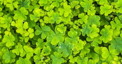 Saint Patrick’s Day Poem by David P. Carrol