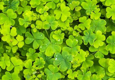 Saint Patrick’s Day Poem by David P. Carrol