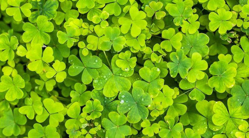 Saint Patrick’s Day Poem by David P. Carrol