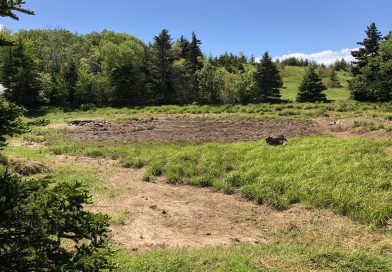 Property owner says potential Frog Pond fix in the works