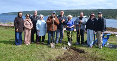 Harbour Grace gifted tree