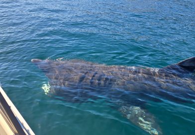 Shark spotted in Conception Bay