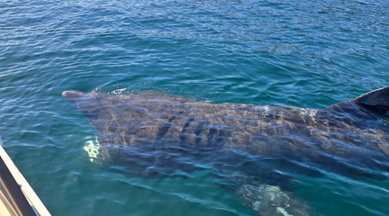 Shark spotted in Conception Bay